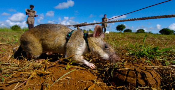 african rat landmine.png