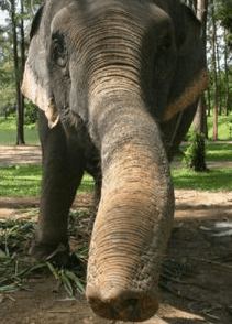 elephant sniffing.png