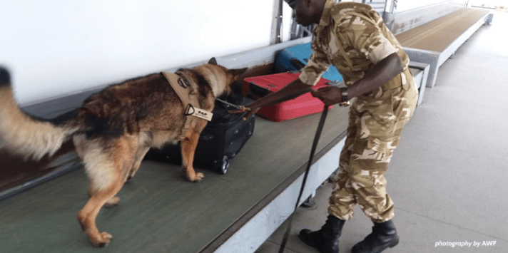 sniffer dog ivory.png