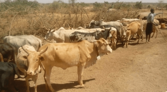 Cattle in Kenya.png