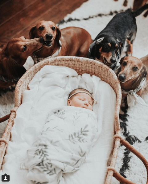 dogs basket africa ghana.png