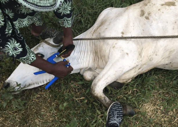 cow farming tracking africa.png